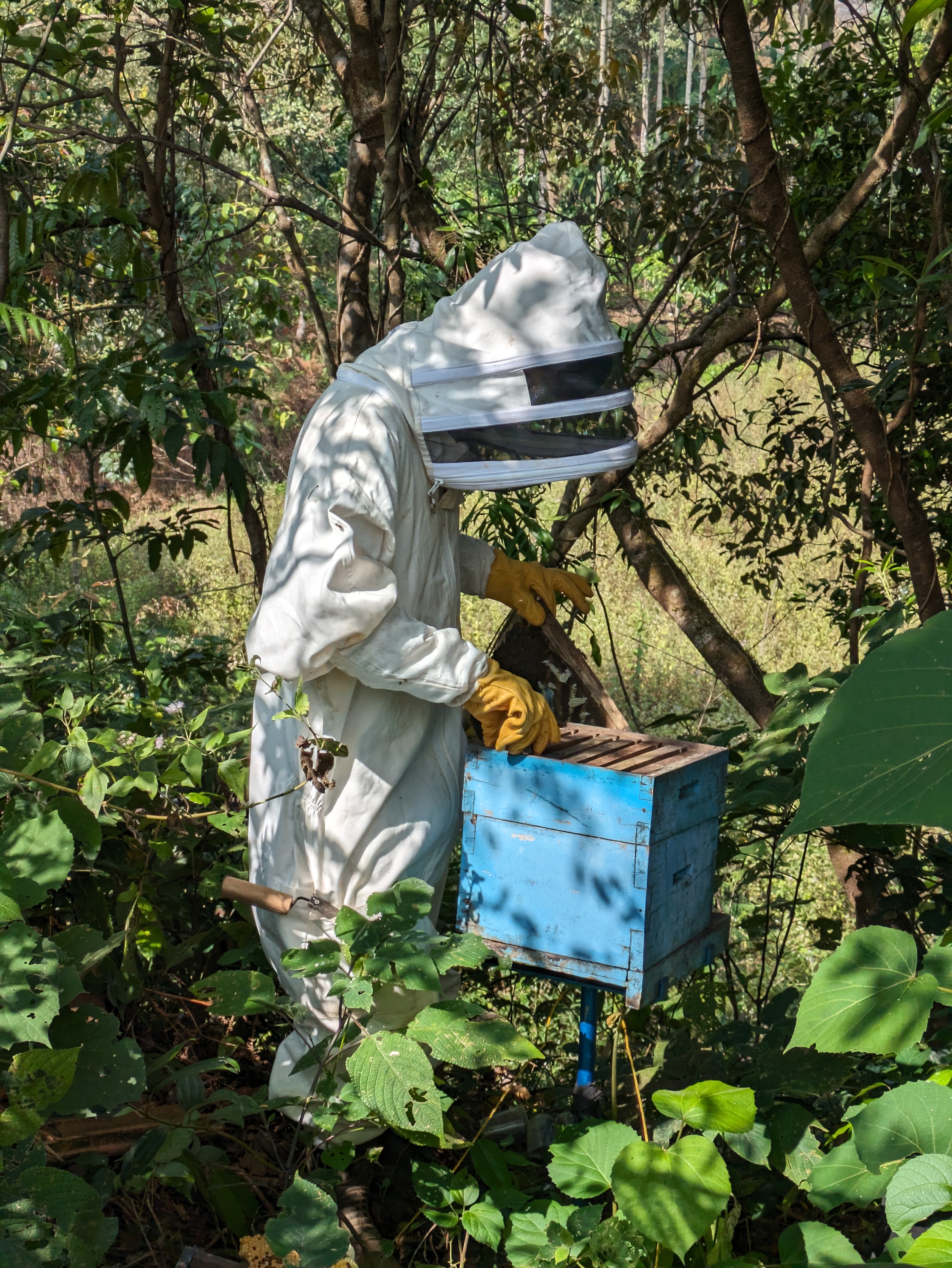 Tending the hives at Biligal farm