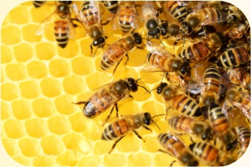 Apis Indica beekeeping