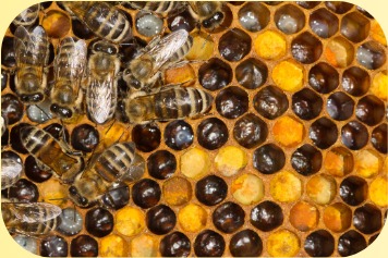 Apis Karinjodian honeycomb